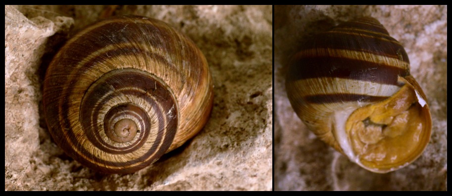 Helix di Avezzano